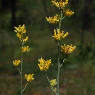 Ehrendorferia chrysantha